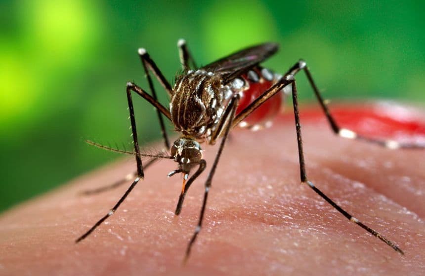 Cazuri de malarie depistate în România - Alexandru Rogobete: Transmiterea nu s-a făcut pe teritoriul României/ Recomandarea este să se vaccineze înainte, să ia toate măsurile de prevenţie