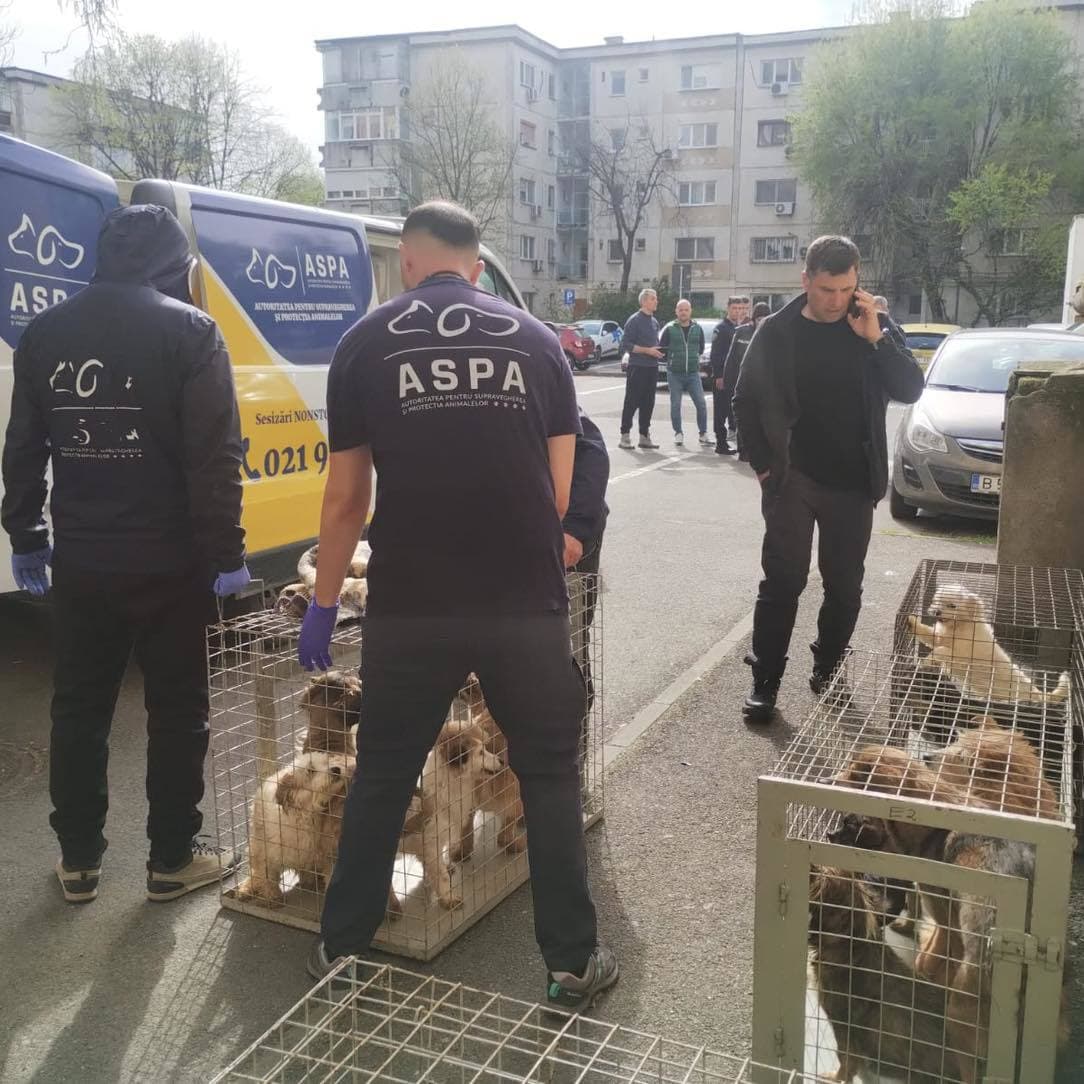 Bucureşti – 25 de câini care erau ţinuţi într-un apartament, în condiţii mizere, fără hrană şi apă suficiente, dar şi fără tratamente medicale, preluaţi de ASPA / Câinii au între 10 luni şi 15 ani şi suferă de diferite afecţiuni - FOTO