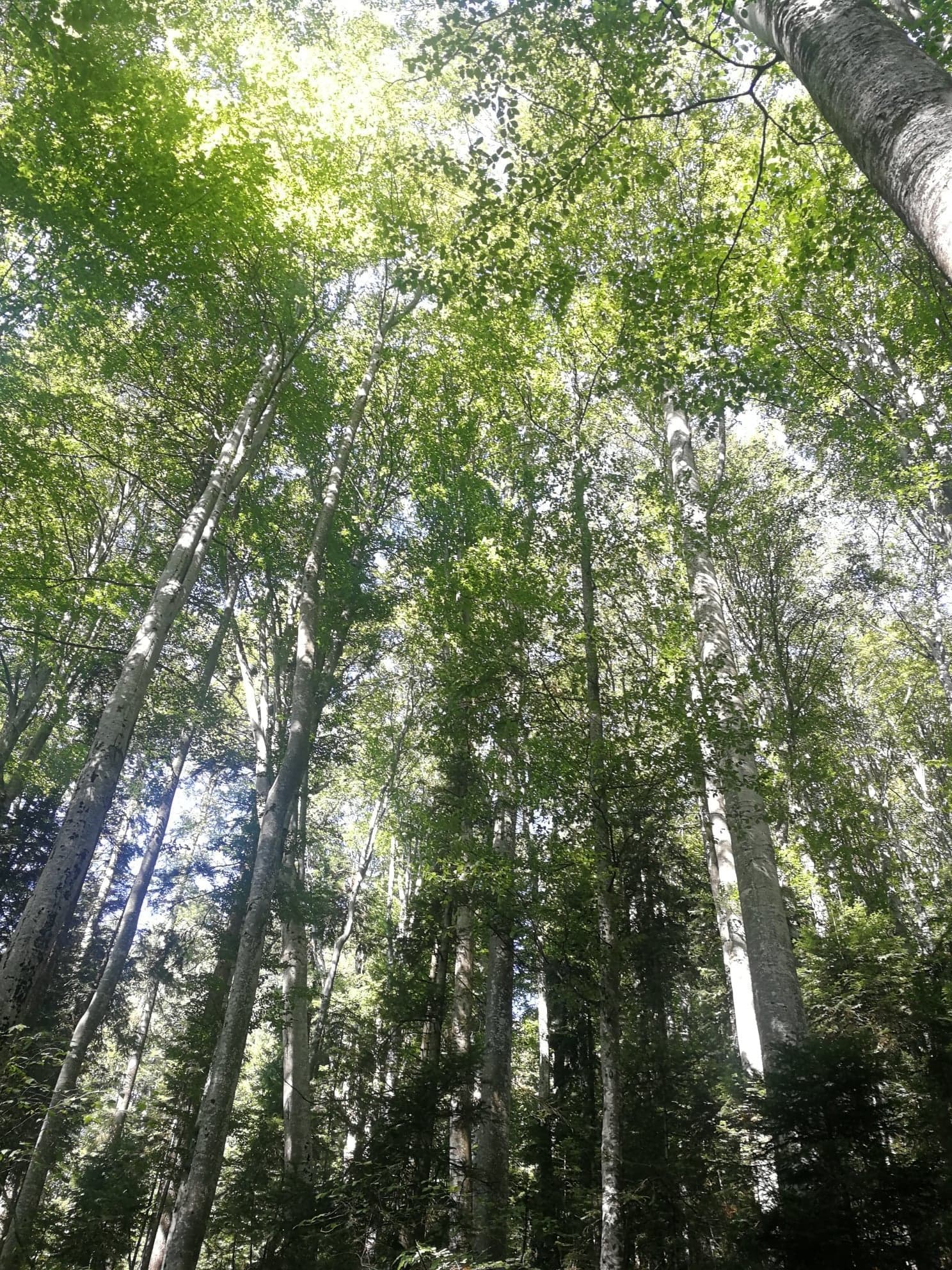 Administraţia Fondului pentru Mediu anunţă bugetele pentru 2026: Investiţii majore în infrastructura locală, energie verde şi economie circulară