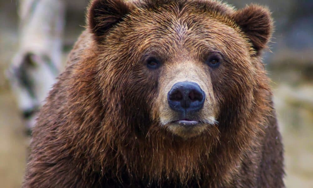 Curtea Constituţională a decis că legea care permite împuşcarea a câte peste 900 de urşi, în 2026 şi 2027, este constituţională/ CCR a respins obiecţia de neconstituţionalitate formulată de Nicuşor Dan