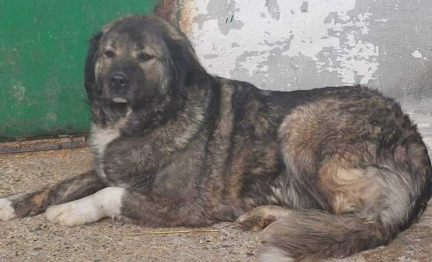 Copil mort după ce a fost muşcat de un câine ciobănesc de la o stână din Buzău – Dosarul vizează infracţiunea de ucidere din culpă / Procurorii verifică dacă decesul copilului a survenit exclusiv pe fondul neglijenţei persoanelor care îl aveau în grijă