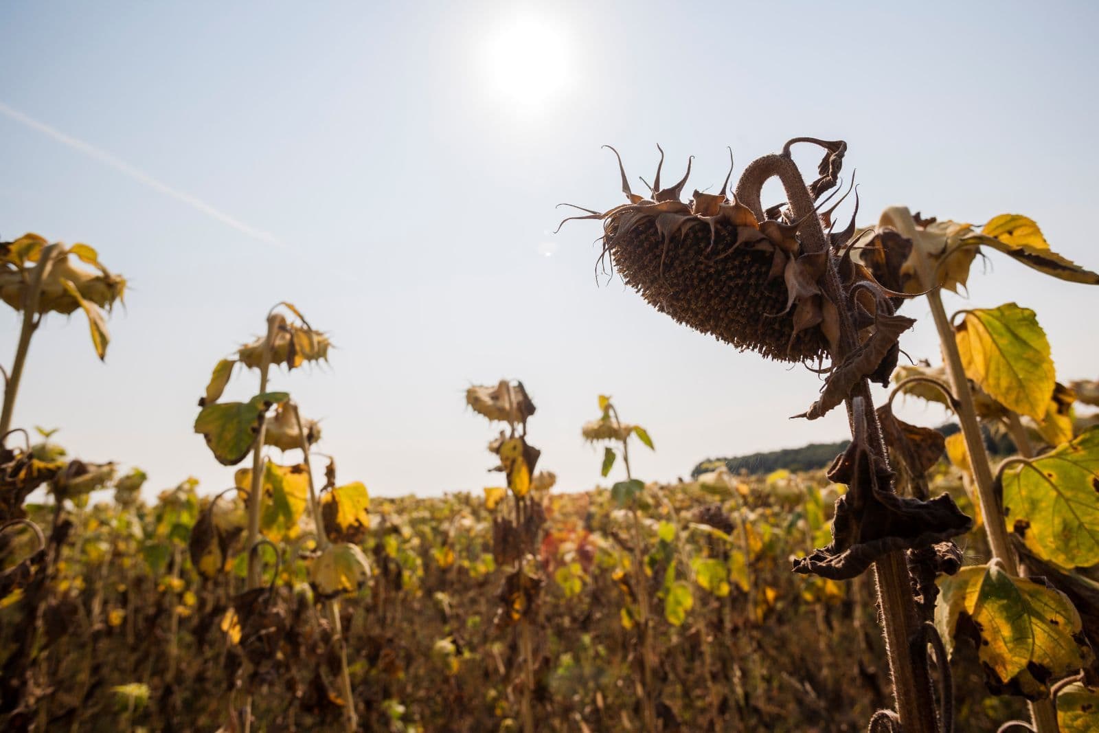 Ucrainenii avertizează: România ar putea să aibă o producţie de seminţe de floarea soarelui de doar 1,5 tone la hectar, din cauza vremii. Expert român: „Aruncăm valoarea adăugată, în afara ţării”