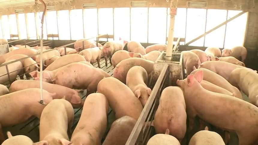 Reacţia MADR, după apariţia focarului de pestă porcină în Ungaria, în apropierea graniţei cu România: Se intensifică controalele pentru a reduce riscul intrării în ţară a produselor sau animalelor infectate