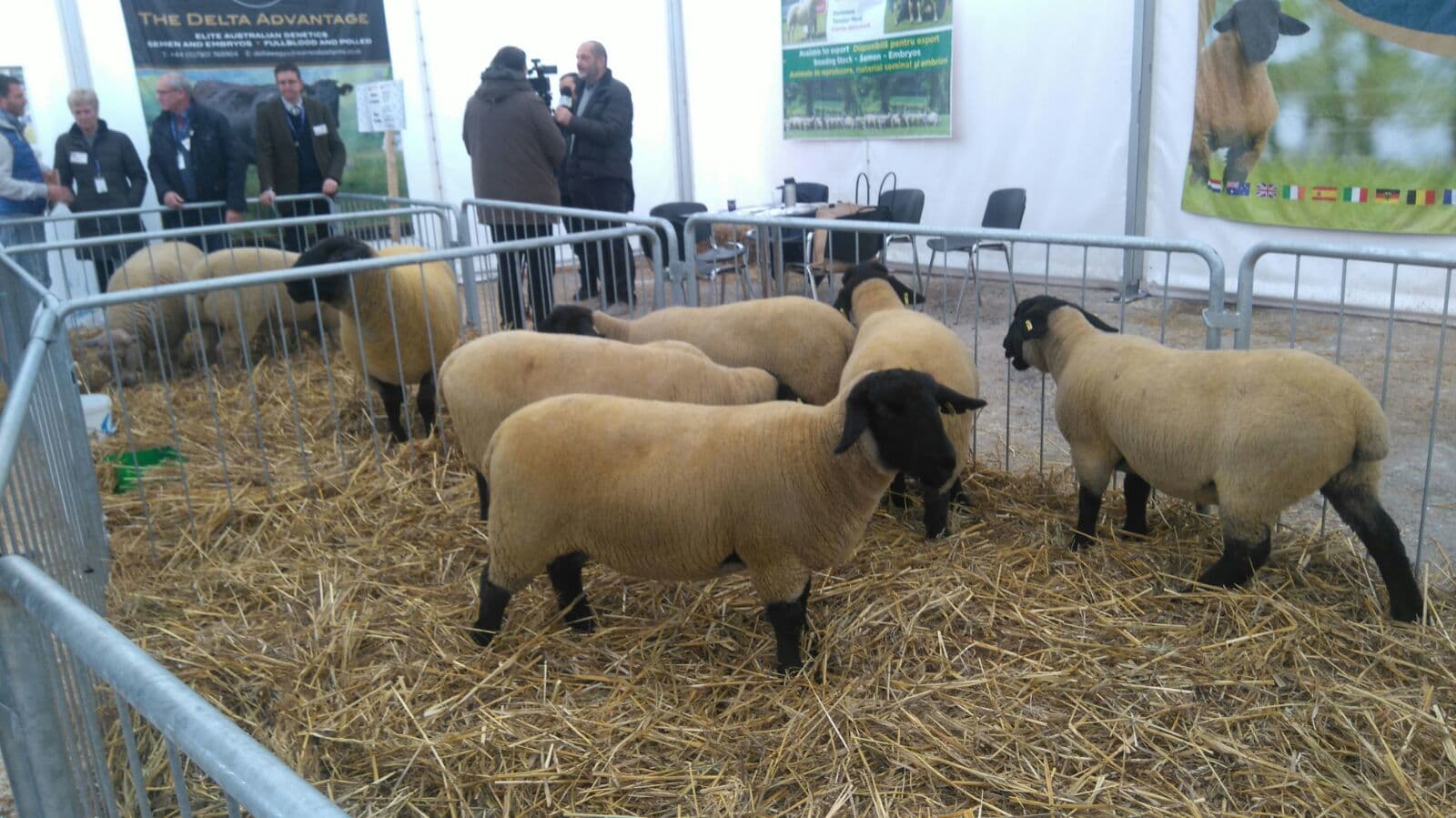 ANSVSA susţine continuarea exporturilor de ovine şi face demersuri pentru revizuirea măsurilor de restricţionare a exporturilor şi protejarea performanţelor comerciale ale zootehniei româneşti
