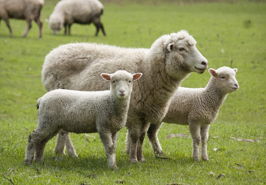 ANSVSA încearcă să convingă CE să regionalizeze exporturile de ovine, după focarele de variolă din Mureş. Pieţele non-UE, valoare record la livrările de animale