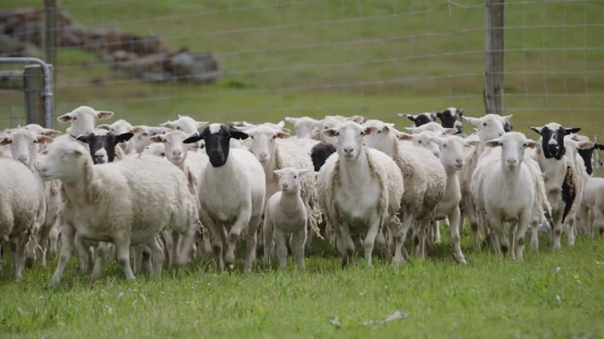 Barna Tanczos, ministrul interimar de la Agricultură: Comisia Europeană a extins interdicţia privind exportul de ovine şi caprine din România către ţările terţe până la 31 decembrie 2026