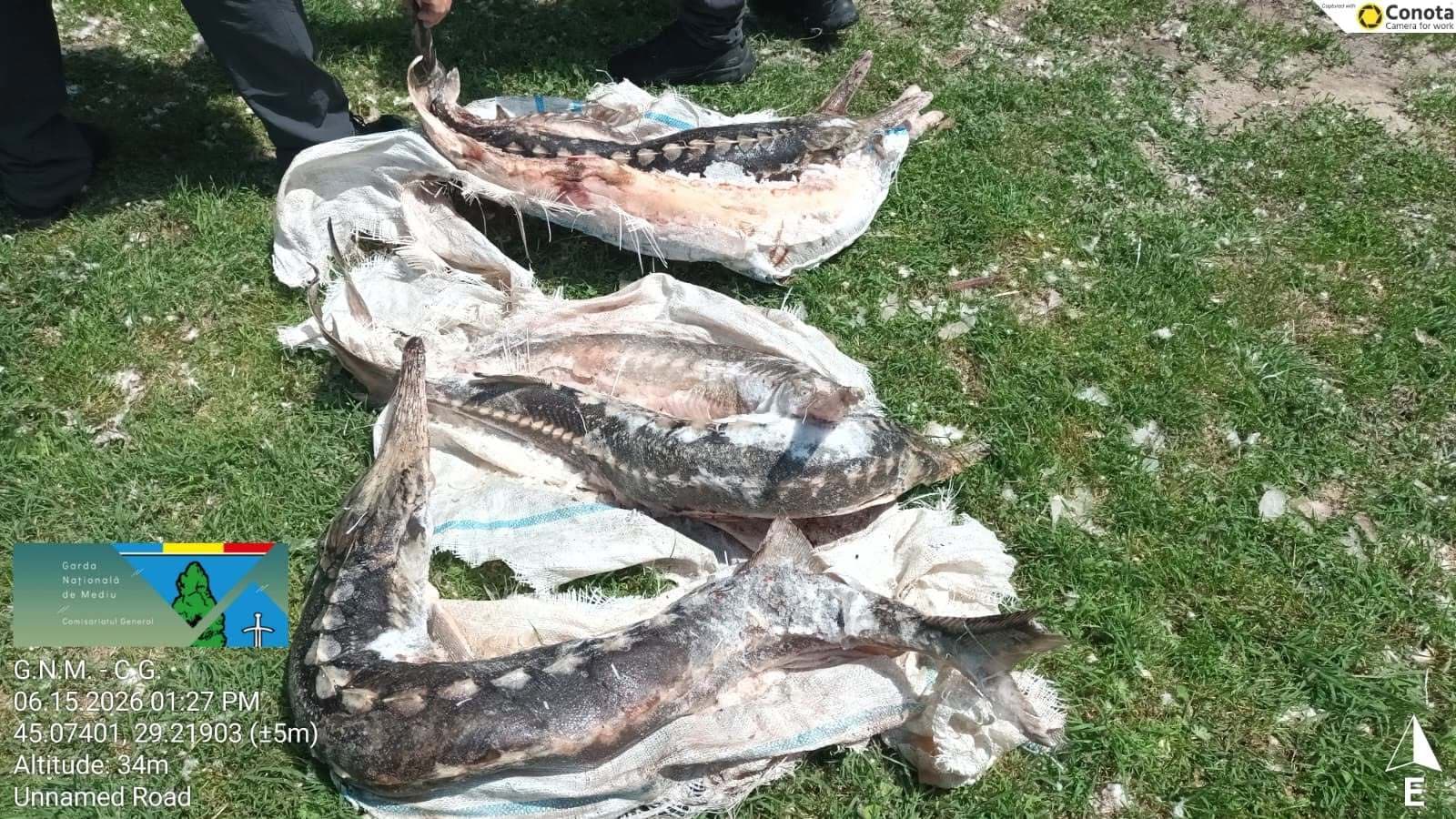 Garda de Mediu a aplicat amenzi de peste 1,7 milioane de lei în Delta Dunării – 5 măsuri de suspendare a activităţii şi două sesizări penale