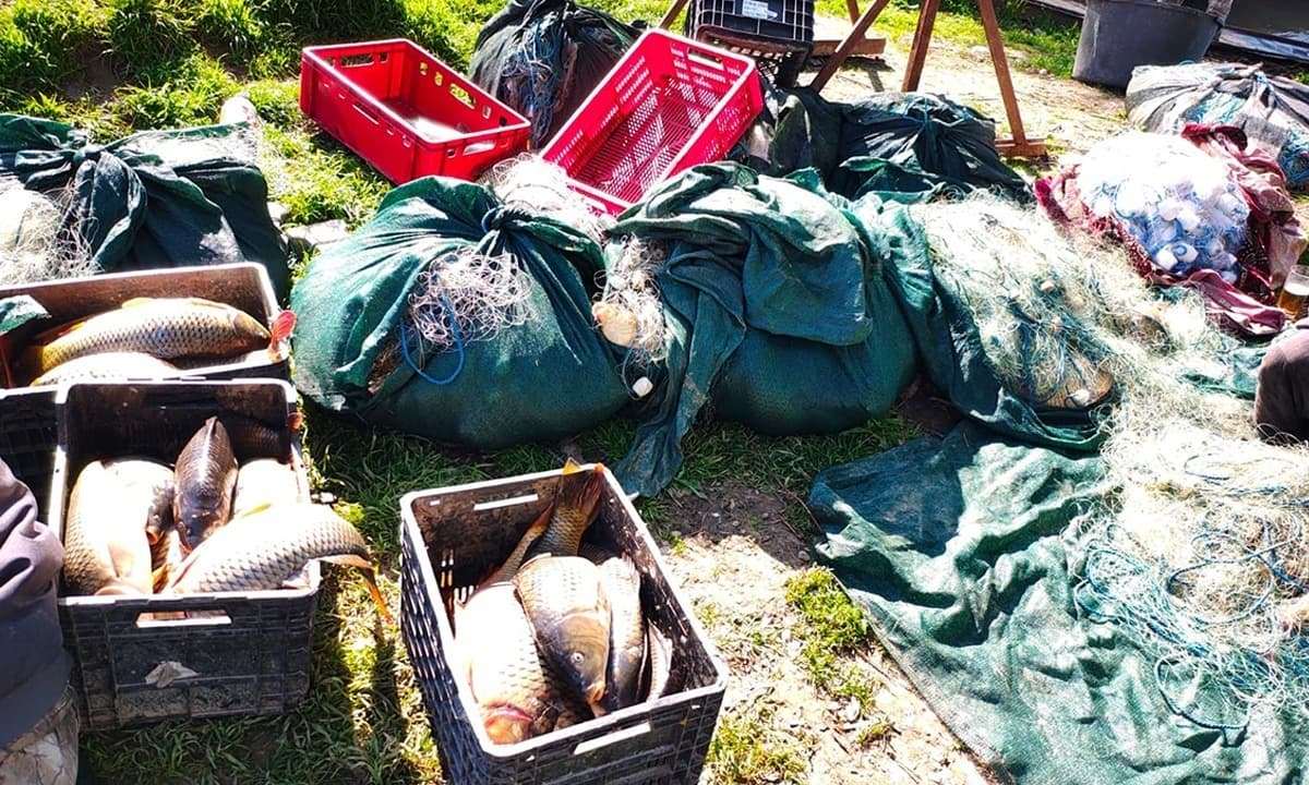 Poliţiştii de frontieră au făcut 45 de percheziţii în trei judeţe pentru combaterea braconajului piscicol / Au fost găsite peste 400 de kilograme de peşte, 70 de plase monofilament, motoare de bărci / Valoarea totală a bunurilor – un milion de lei