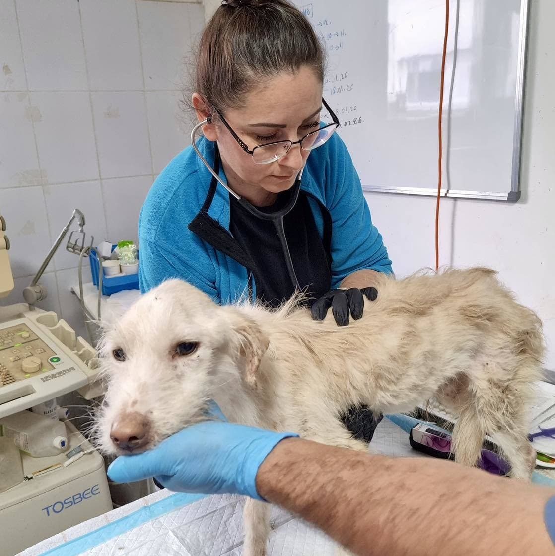 Zeci de animale aflate într-o stare de sănătate precară, salvate dintr-un imobil din sectorul 3 al Capitalei. Câini bolnavi, fără blană şi malnutriţi, preluaţi de o asociaţie pentru protecţia animalelor - FOTO