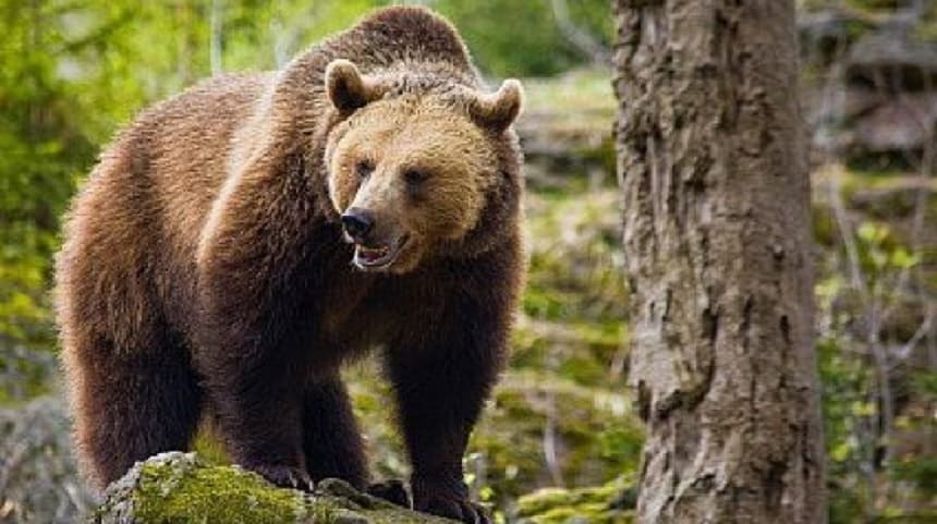 Vâlcea: Un urs a atacat un viţel aflat la păscut, în comuna Boişoara. Bărbatul care păzea animalele a chemat jandarmii, însă animalul sălbatic nu a mai fost găsit în zonă - VIDEO