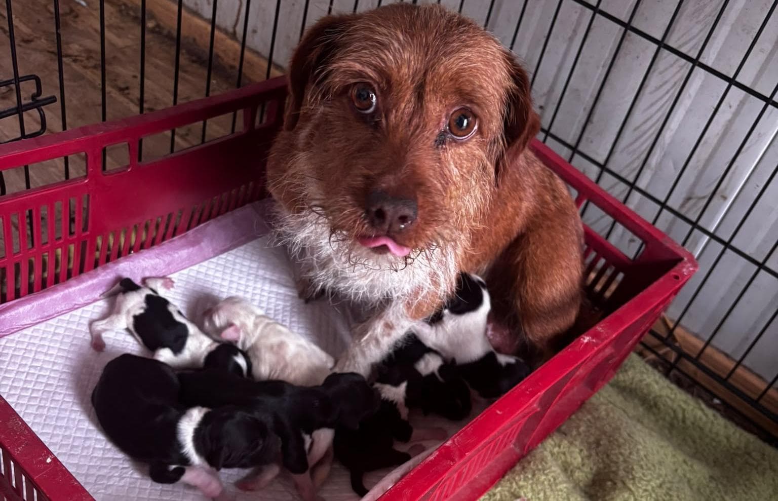 Timiş: Poliţişti de la Protecţia Animalelor au ridicat şi plasat în adăpost 15 câini neîngrijiţi corespunzător/ Proprietarul animalelor a fost amendat - FOTO