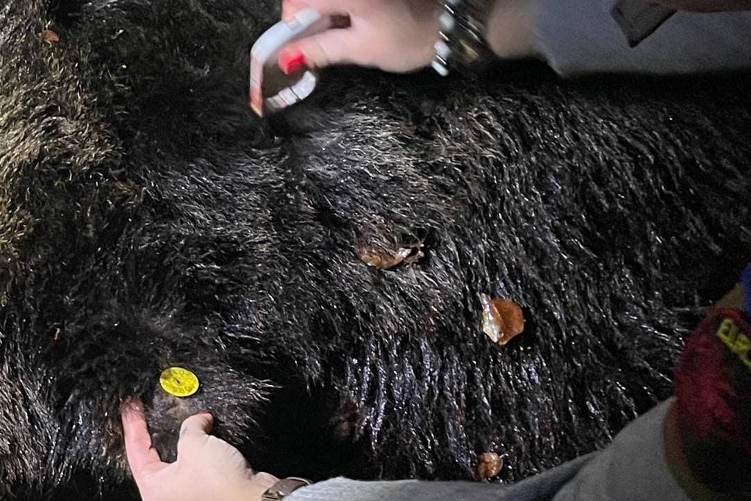 Ursul care a creat probleme în Poiana Braşov, împuşcat/ Animalul, un mascul de circa 10 ani şi 400 de kilograme, fusese deja relocat şi a revenit în zonă