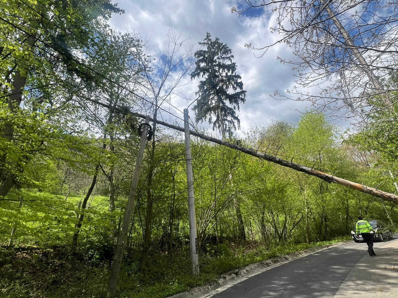 Copaci doborâţi de vânt în judeţul Bihor