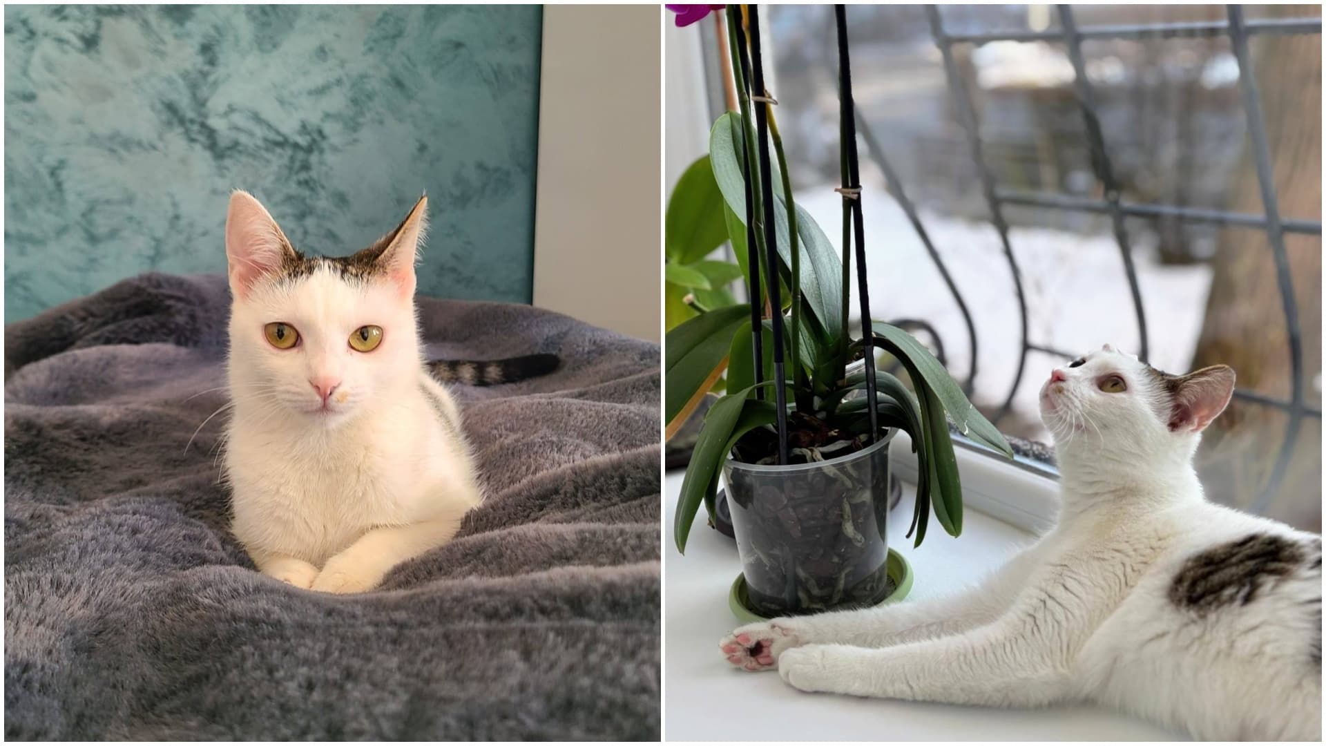 FOTO 🐈 Cupcake, o „prăjiturică” de pisică salvată de pe străzi, își caută un cămin. După o adopție eșuată, micuța de 7 luni speră să își găsească o familie iubitoare