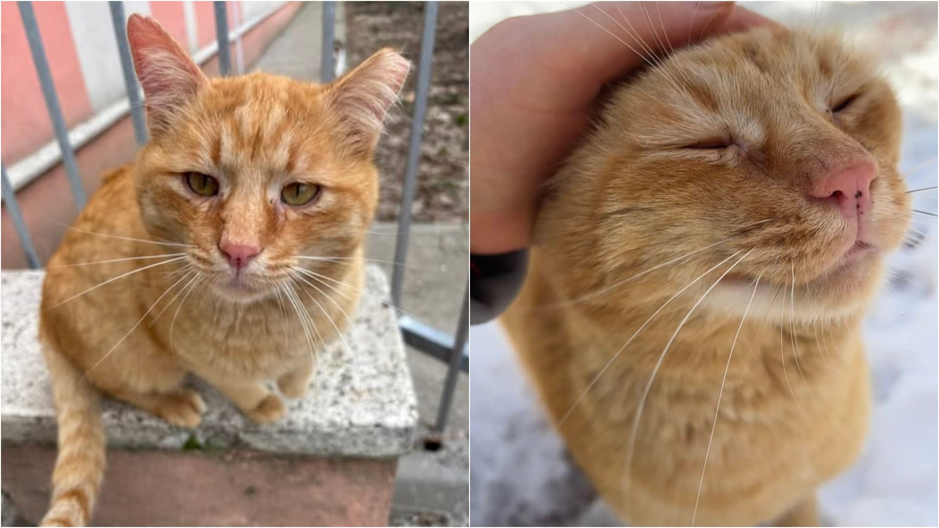 FOTO 🧡 Blândul Mozart, un motănel portocaliu de vreo 2 ani, caută o căsuță în București. Pleacă spre adopție cu contract și toate vaccinurile făcute