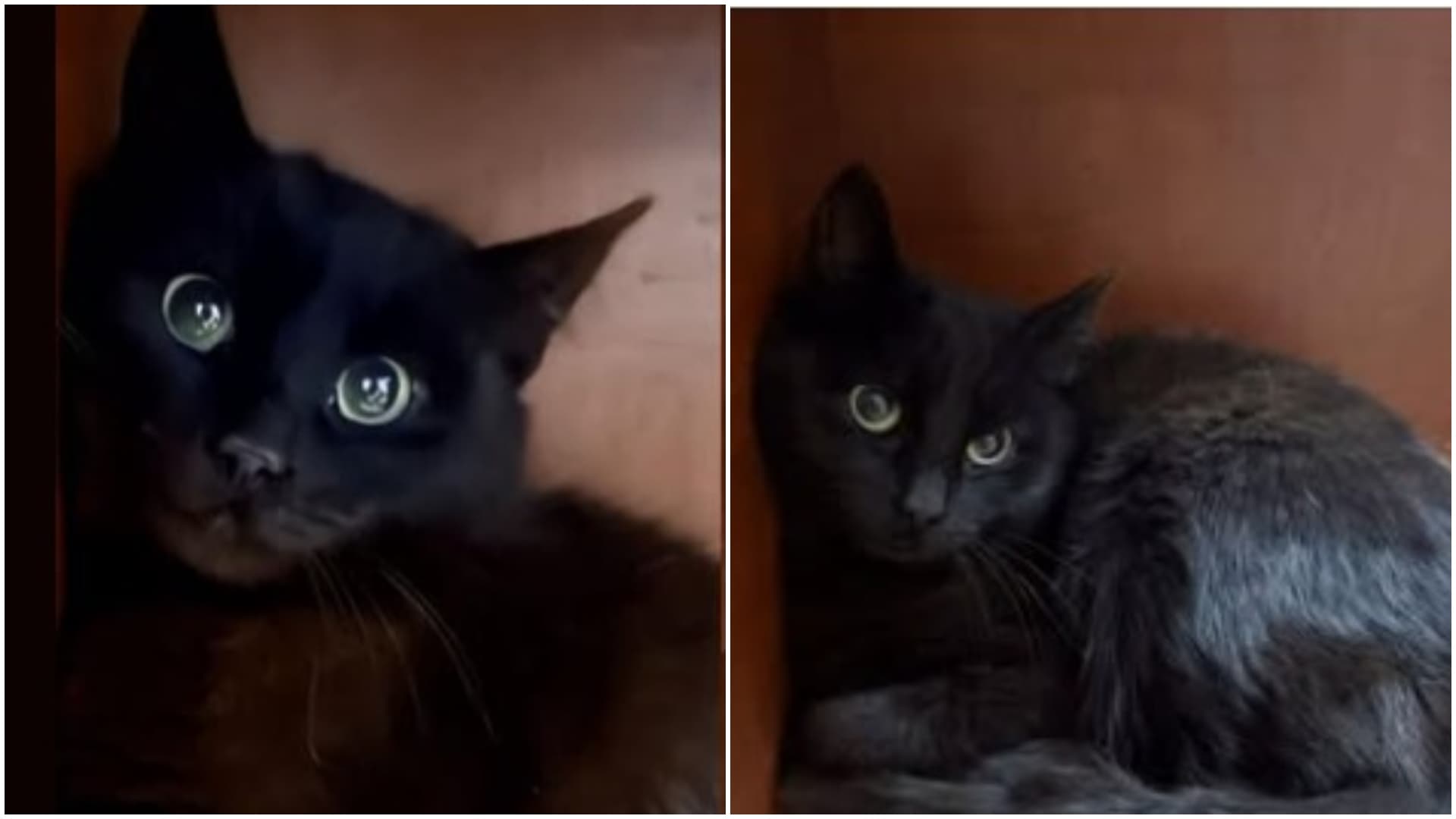 FOTO | O pisică de catifea neagră, salvată de pe străzile din București, își caută familie. Are 3 luni și este gata să își găsească un cămin primitor