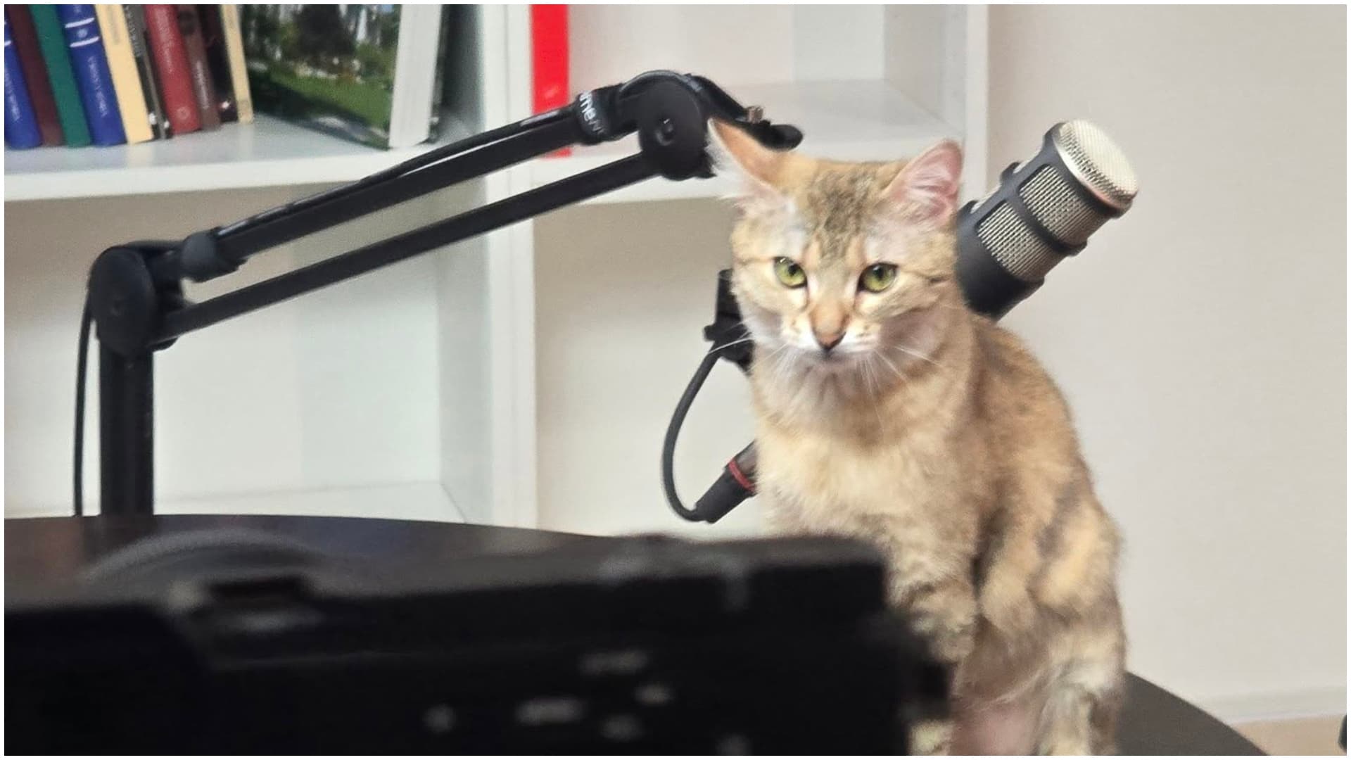 FOTO | Ciucu vrea să-și lanseze podcast, deocamdată e doar „work in progress”. Ținta e să ajungă în top 20 pe România. „Nu mă pricep să mă scălâmbăi pe TikTok”