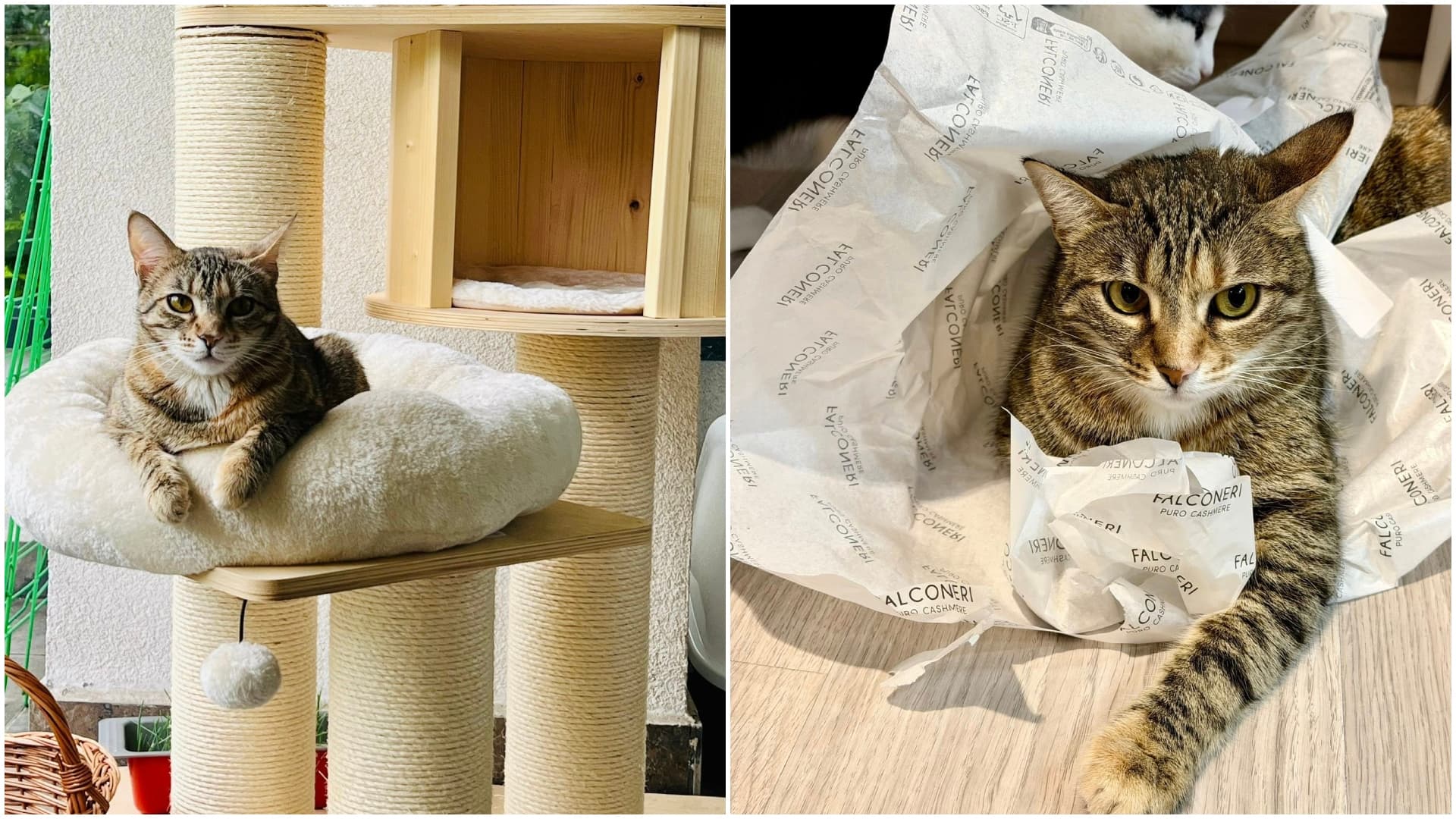 FOTO 🐈 Sher, pisica „programatoare” din București care adoarme pe tastatură, își caută o nouă familie iubitoare care să îi ofere un cămin primitor