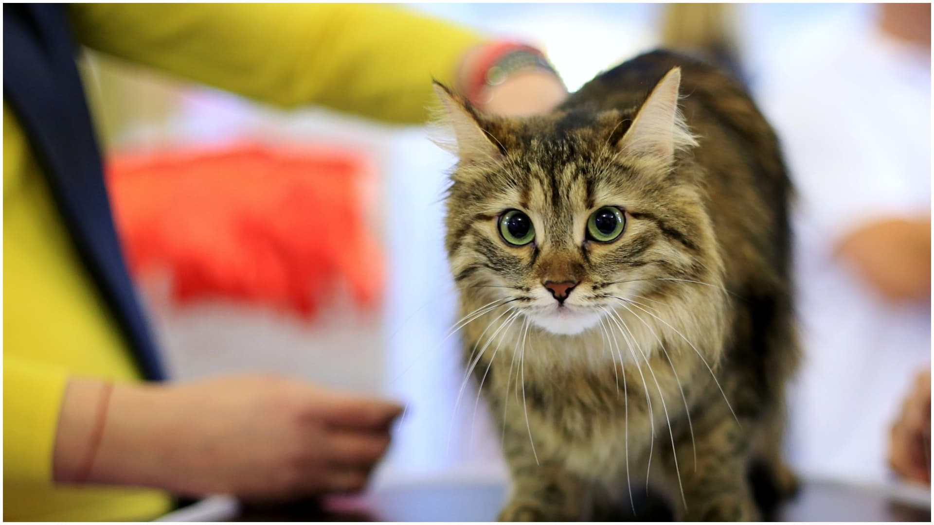 Elita felină se reunește la SofistiCAT, pe 21 și 22 martie 🐈 Reginele Frumuseții promit un spectacol al eleganței pisicești la Sala Palatului