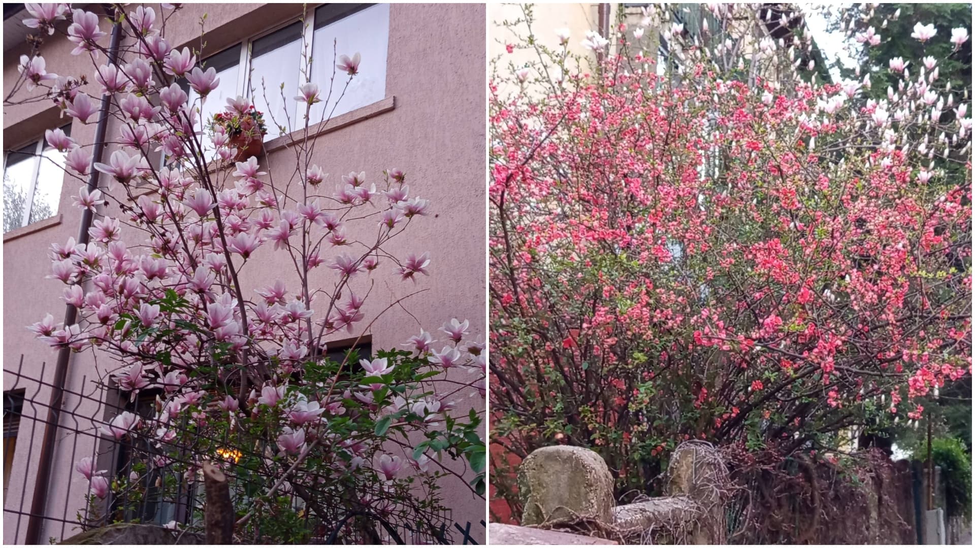 FOTO 🌸 Minunea Roșie din Cotroceni, rai al magnoliilor din București. Explozie de culoare în orașul care se pregătește iar de gri