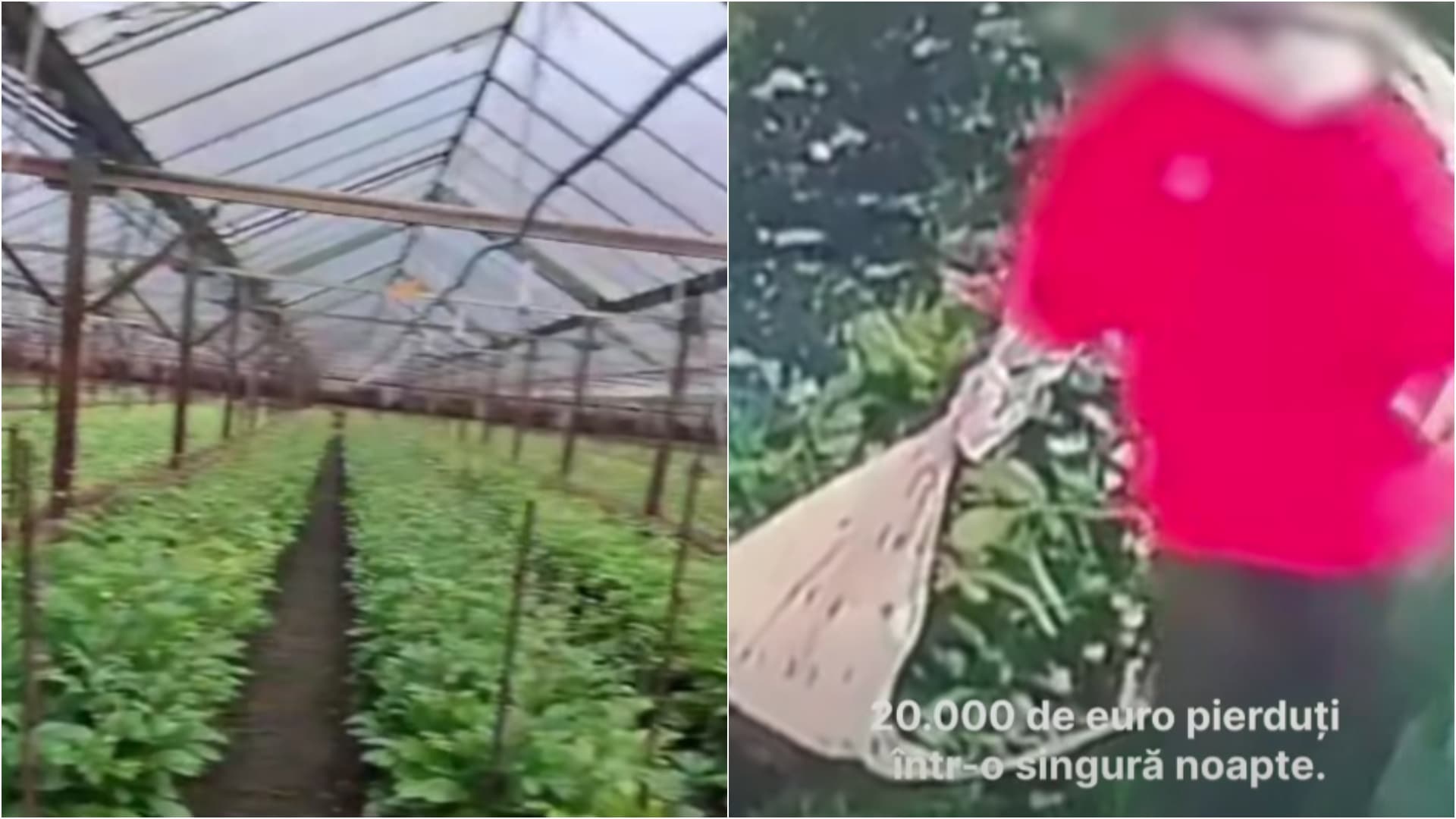 VIDEO | Cinci persoane filmate când furau sute de bujori dintr-o seră, din Sectorul 4. Un bărbat a fost arestat preventiv. Prejudiciul e de 20 de mii de euro