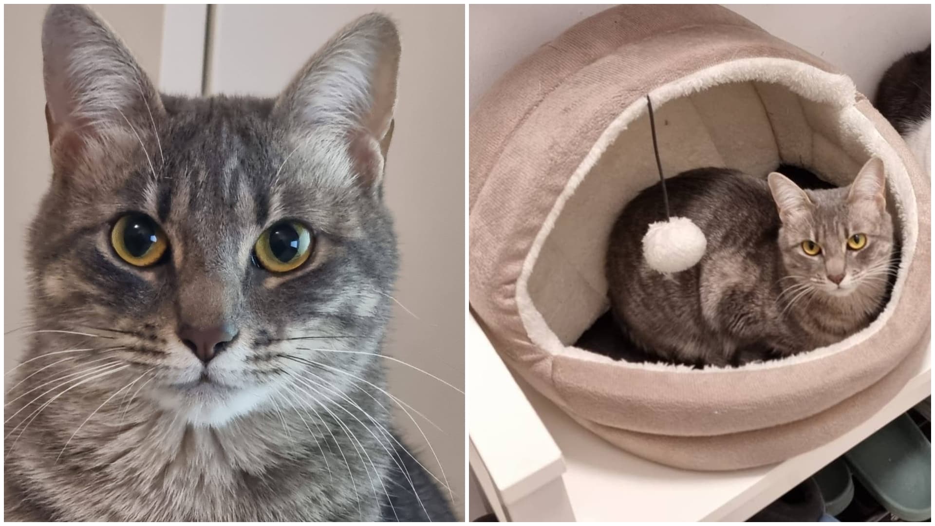 FOTO🐈Ducesa Lexa, pisica gri de pe strada Mărului, s-a rătăcit. A ieșit în weekend pe geam și nu s-a mai întors la căsuța ei din Sectorul 3