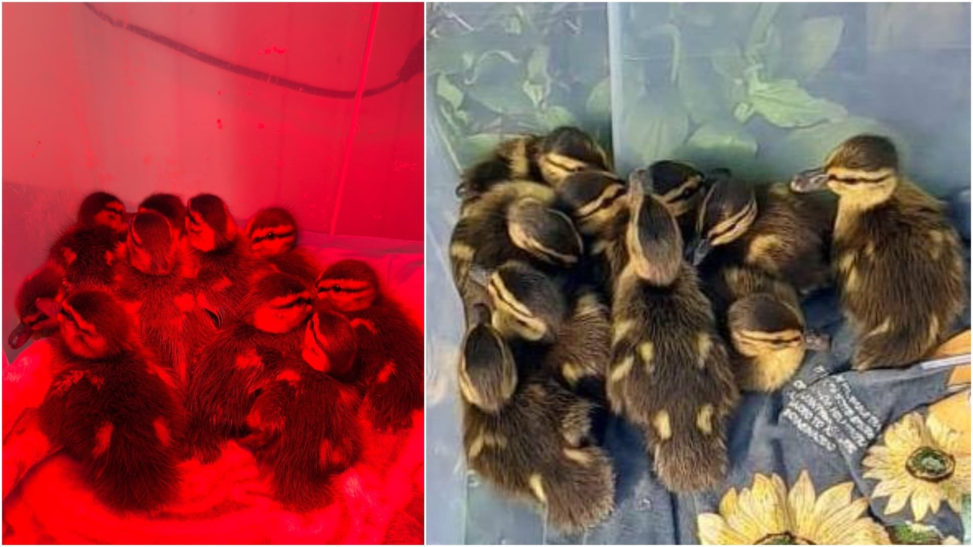 FOTO 🦆Atenție, rățuște rătăcite în traficul din București! 10 bobocei au fost salvați din nordul orașului. Unde suni dacă vezi animale care au nevoie de ajutor