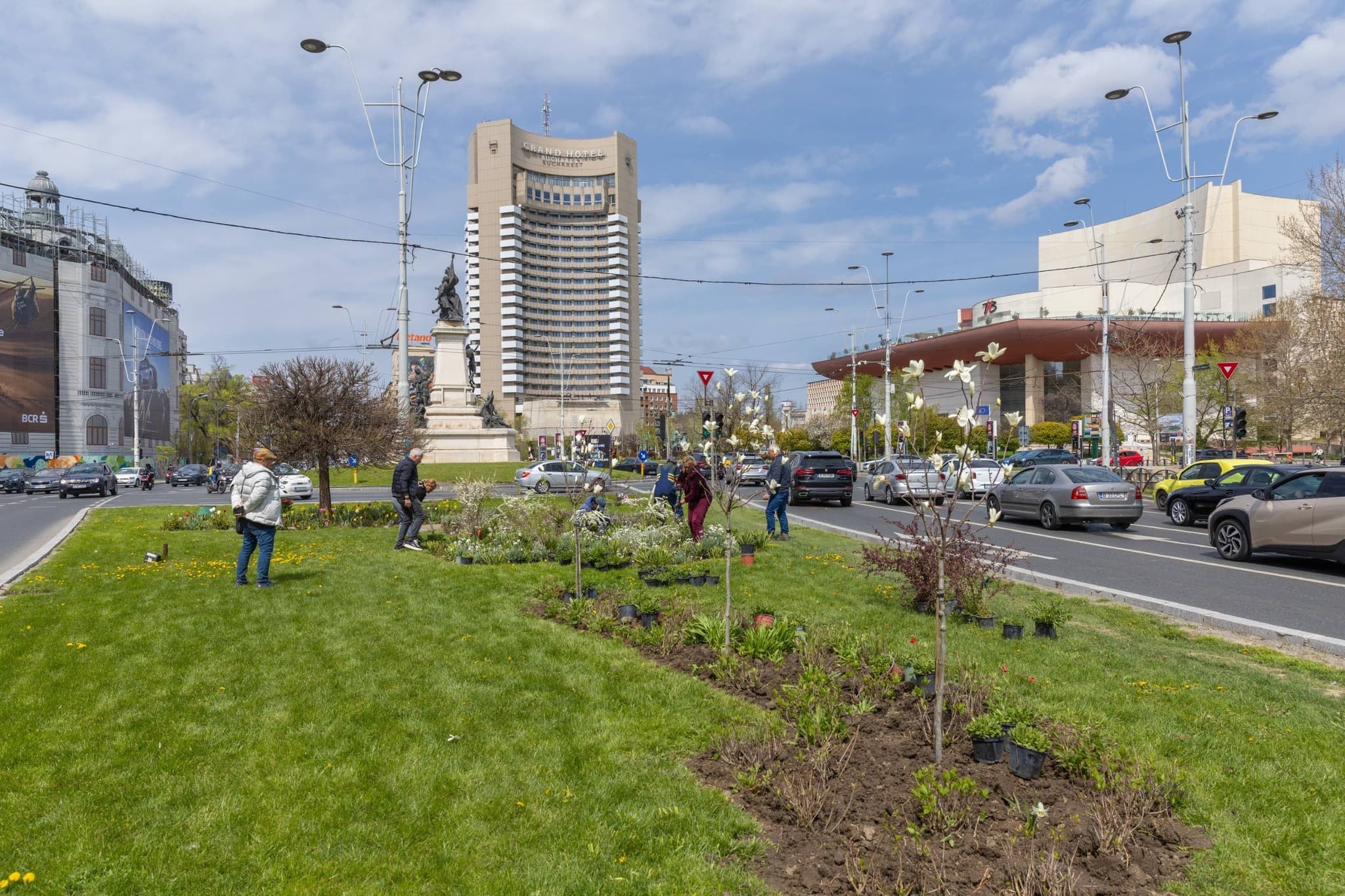FOTO | Sute de plante perene, arbuști și flori au fost plantate la Universitate. Printre ele și trei magnolii. PMB: Vor fi spectaculoase în anii următori
