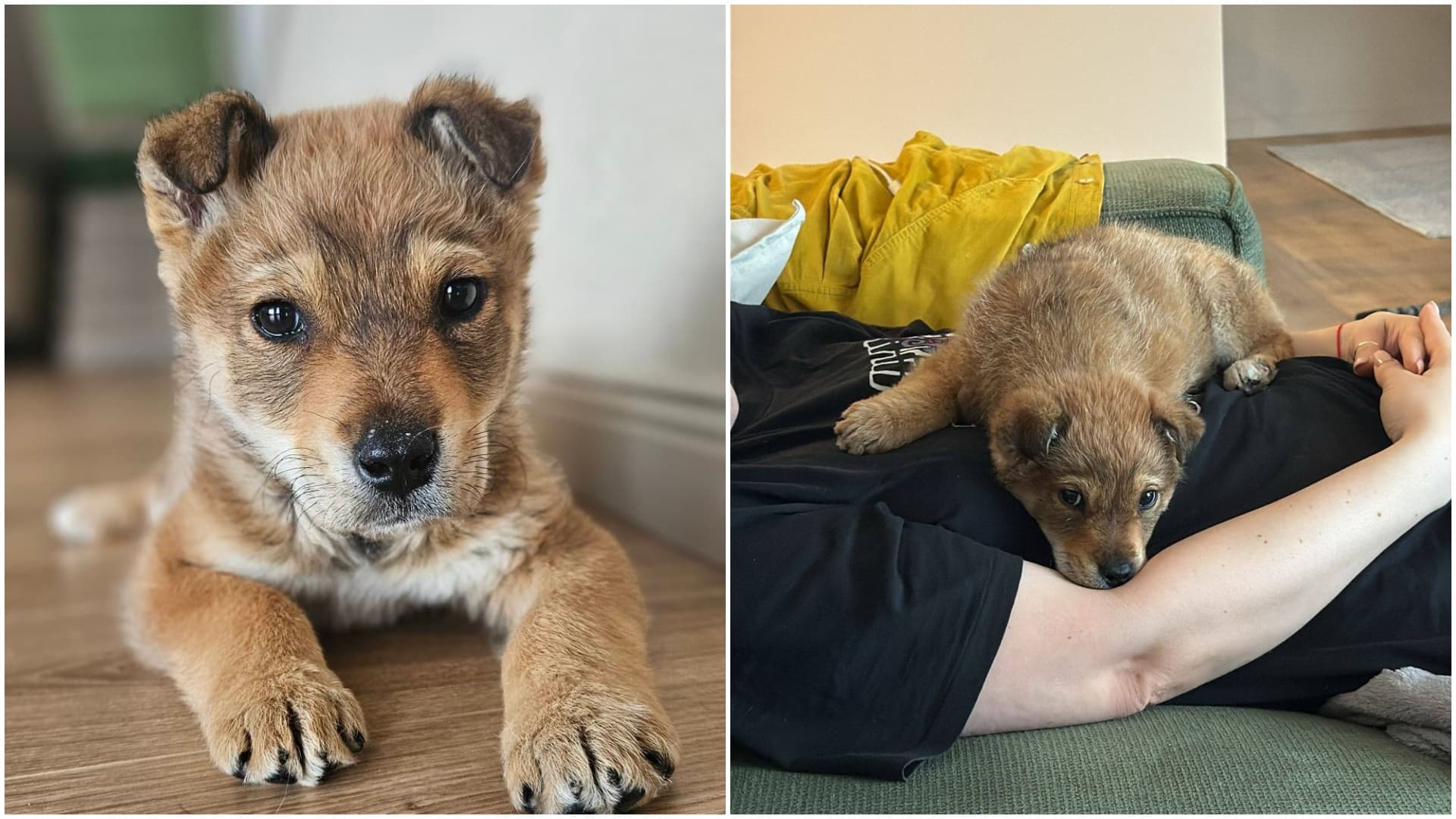 FOTO 🧸 Ursuleț, un cățel cu urechi nehotărâte, are nevoie de o familie de oameni din București. A fost salvat de pe un câmp din aproprierea orașului