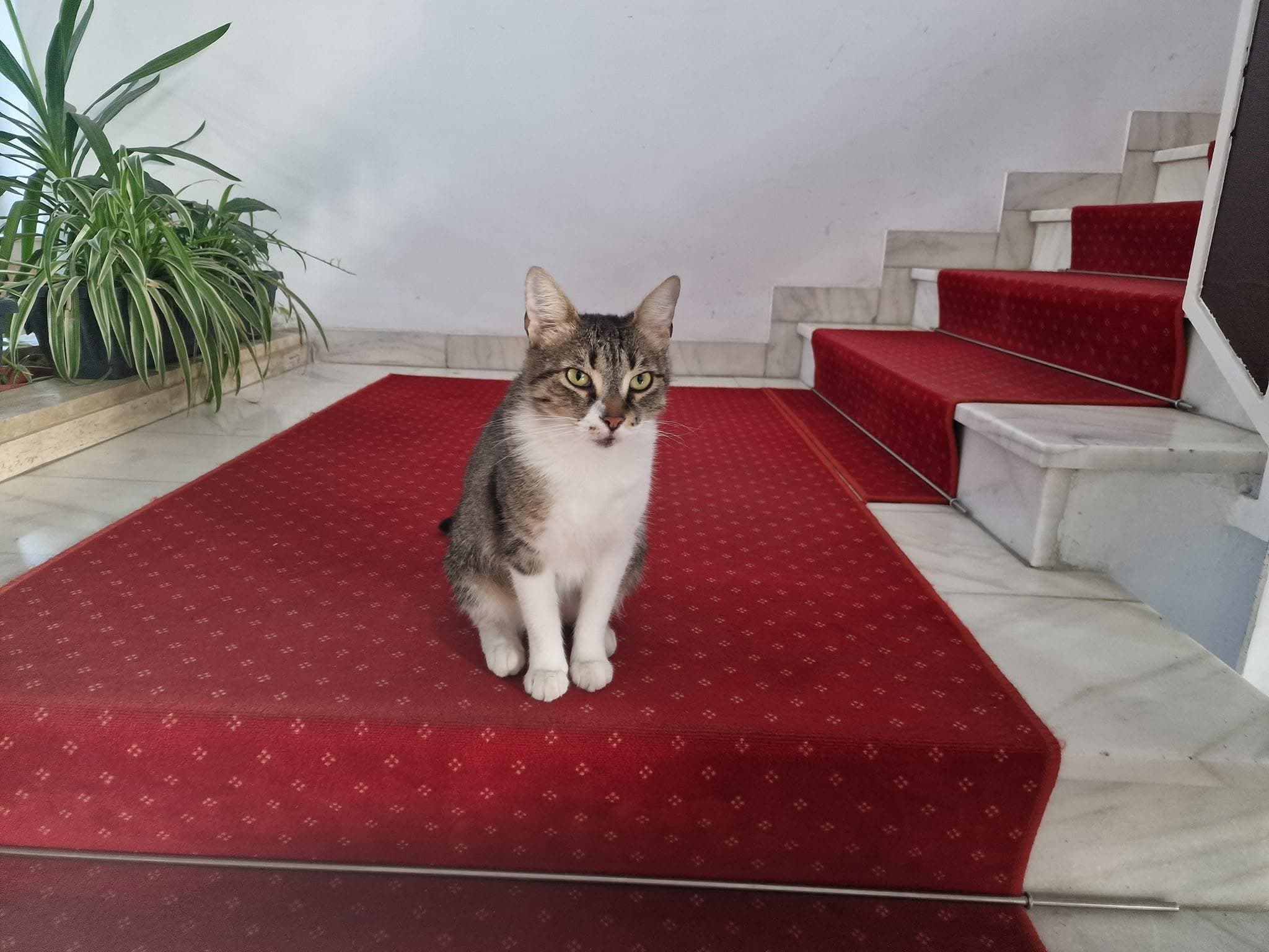 Miau News cu Jessy de la PS6 🐈 Apar mai multe căsuțe comunitare pentru pisici în Sectorul 6 și azi e Marea Pisiceală la centrul Drumul Taberelor