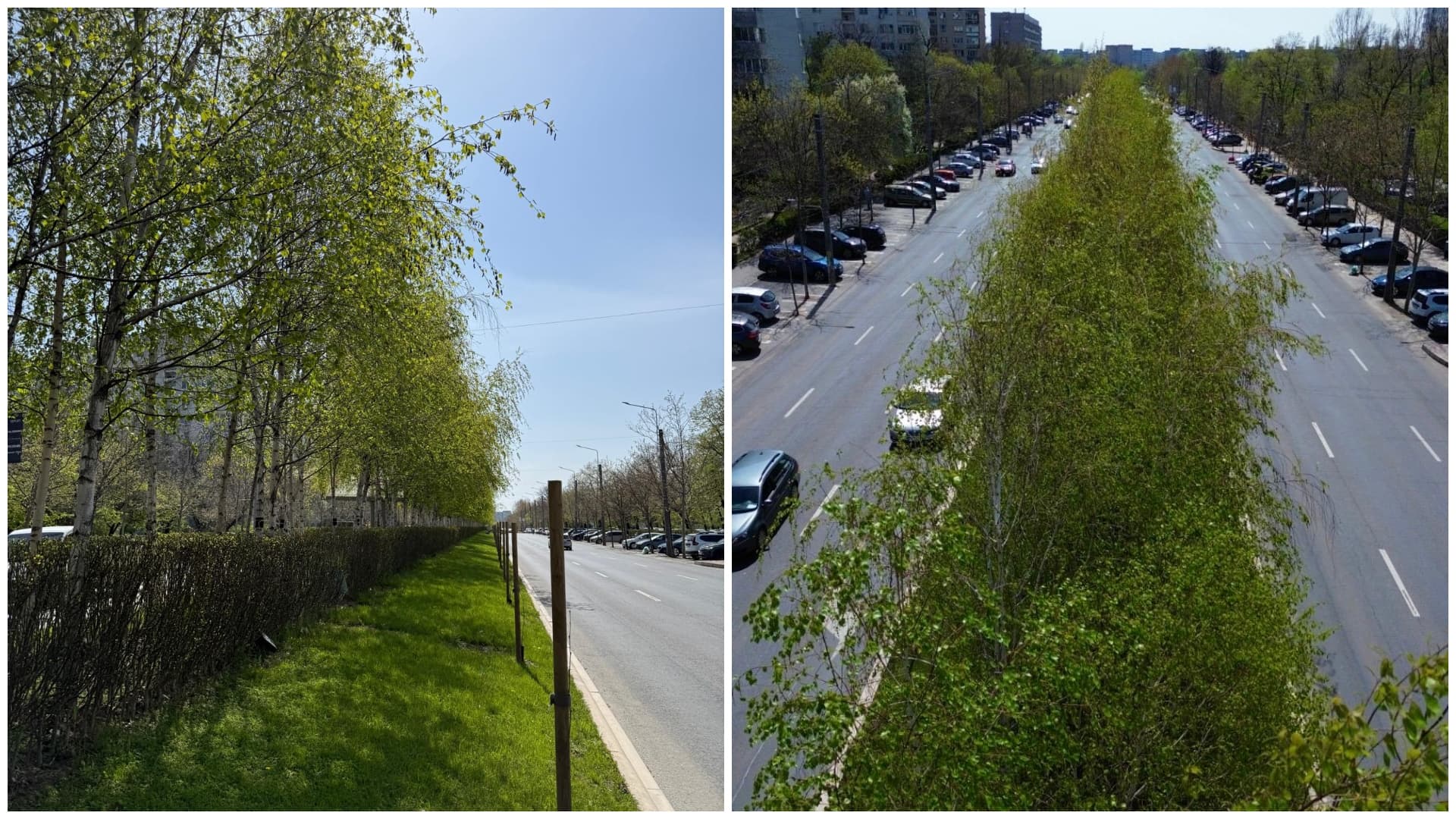 FOTO | Negoiță înverzește Sectorul 3. Aproape 2.000 de copaci au fost plantați pe Bd. Nicolae Grigorescu