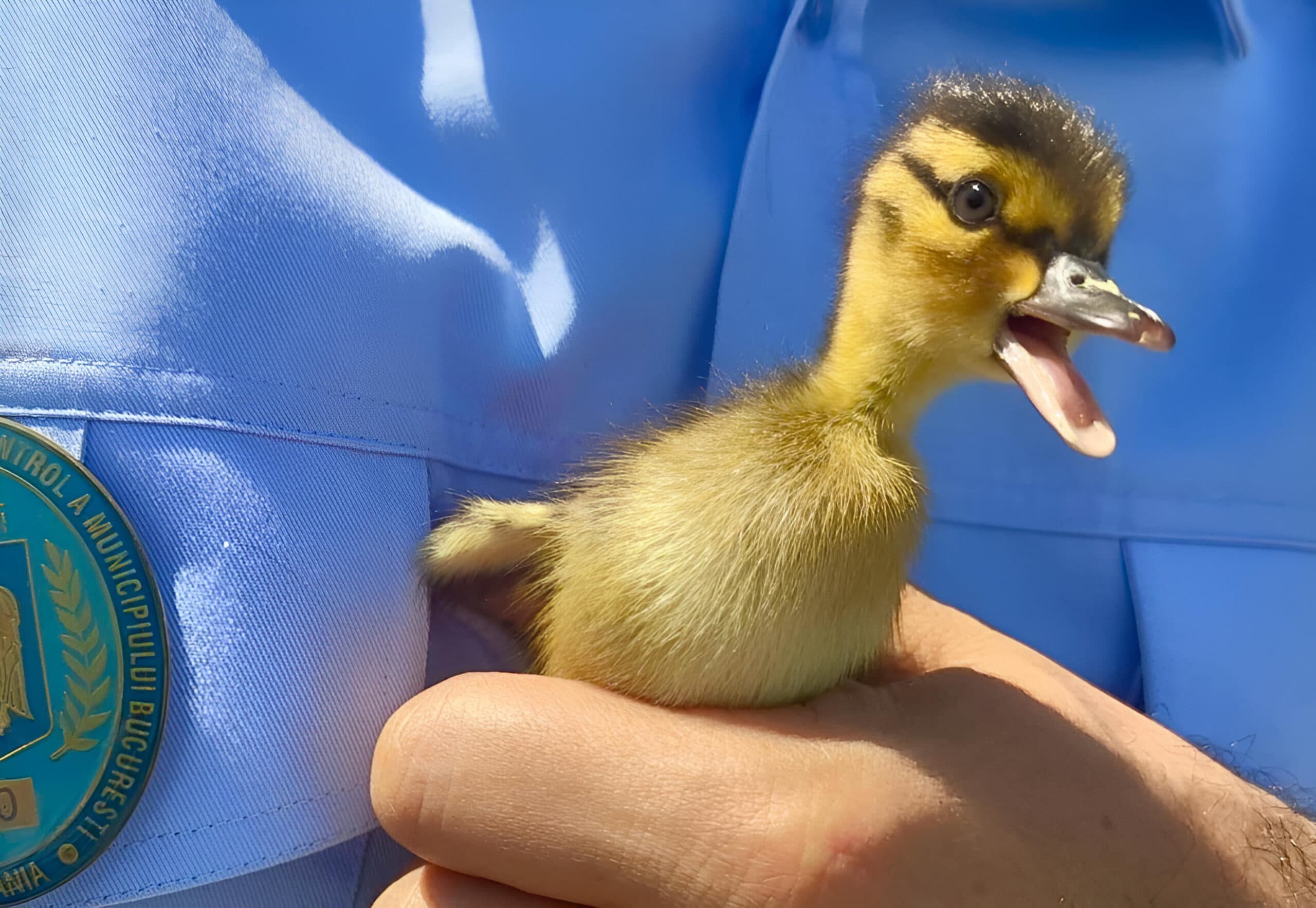 FOTO 🦆 Mac-mac prin traficul din București. 8 boboci de rață, salvați din intersecția de la Eroii Revoluției. Mama micuților nu a putut fi prinsă