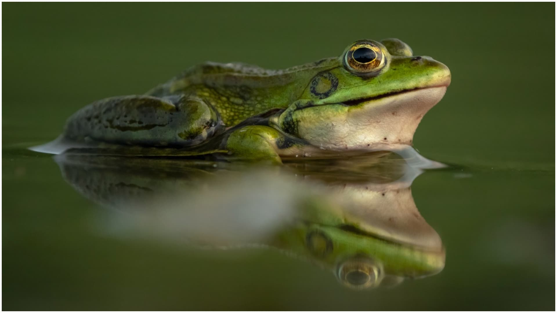 FOTO 🐸 Frog Alert pe Colentina și alte lacuri din București. Cum ne spun broaștele cât de poluate sunt apele orașului