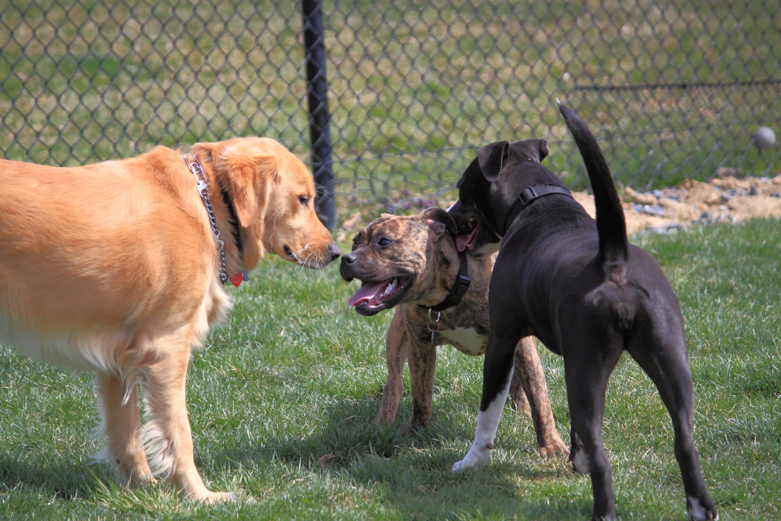 Focar de „tuse câinească” în București, în Parcul Bazilescu. Oamenii care au animale sunt îndemnați să le vaccineze și să meargă la veterinar dacă văd simptome
