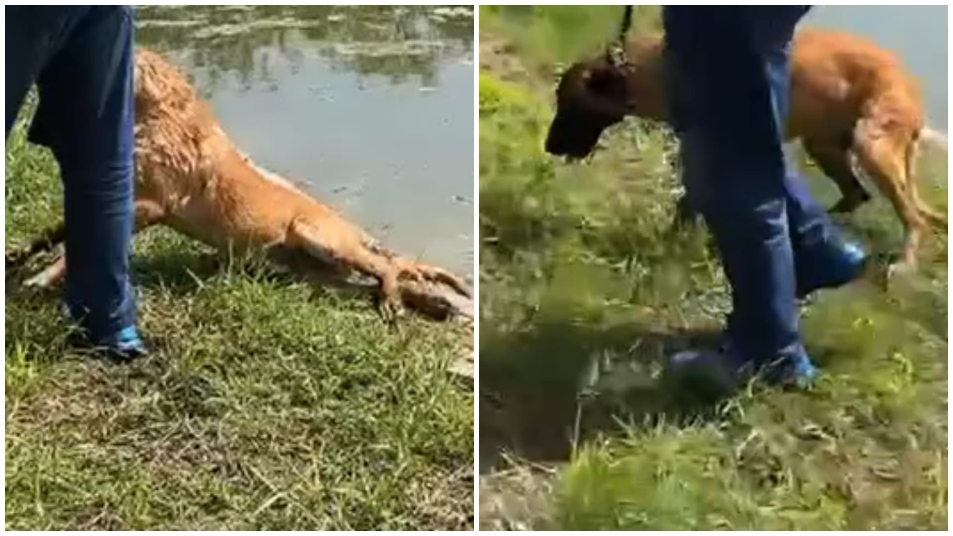 Cățelul aruncat în lacul din Parcul Tineretului a scăpat din ghearele stăpânului abuzator și a ajuns în grija celor de la ASPA. Bărbatul s-a ales cu dosar penal