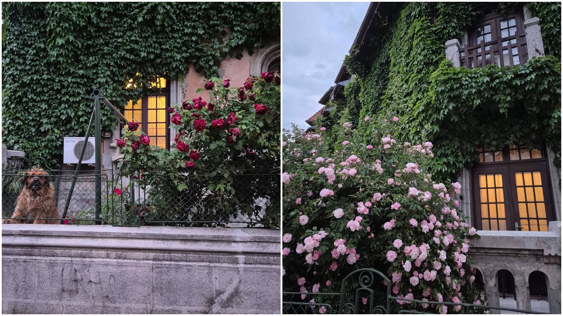 FOTO | Casa de poveste din Cotroceni, care însuflețește și zidurile. Un tablou urban perfect cu trandafiri, iederă, miros de Frumos și paznic vigilent