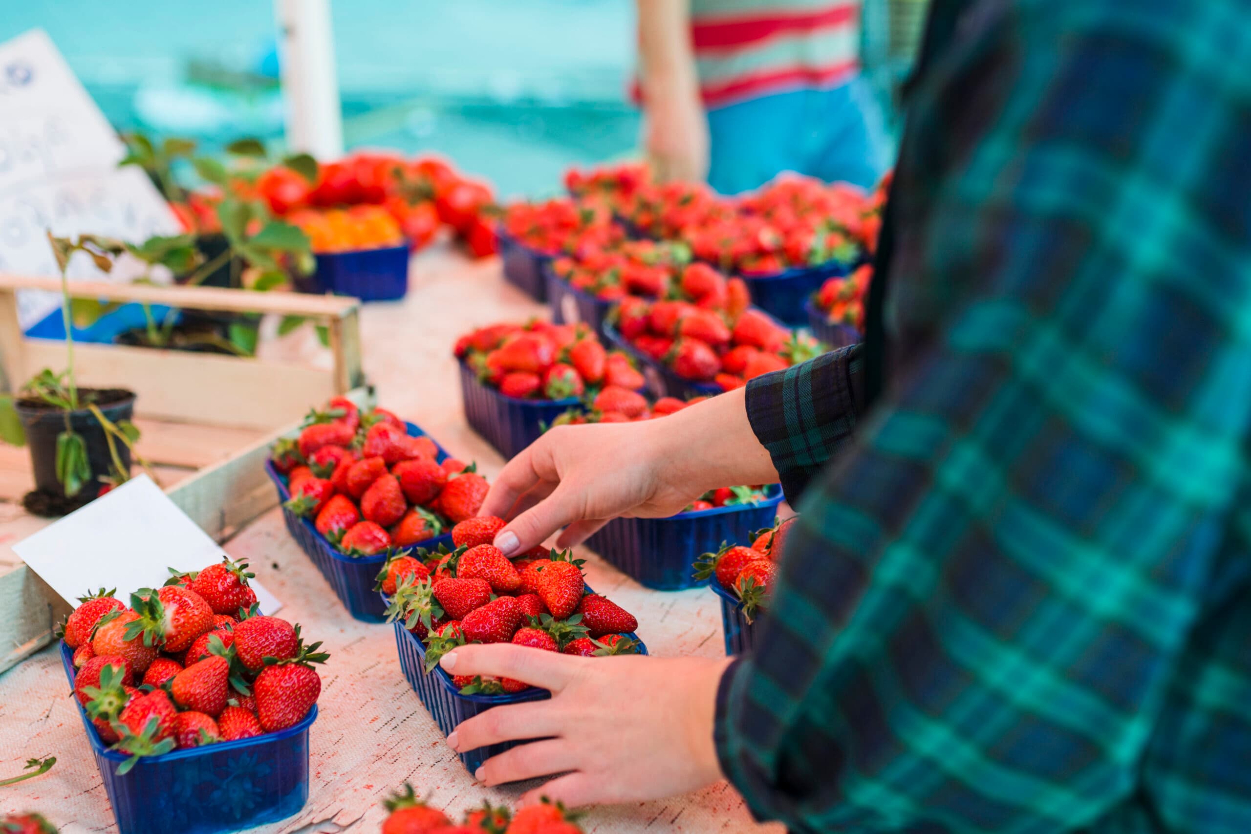 Festivalul Căpșunilor e în weekend, în Băneasa 🍓 Sute de kilograme de delicioase fructe făcute din apă, zahăr, vitamine și mult roșu vor deveni înghețată, prăjituri și sucuri