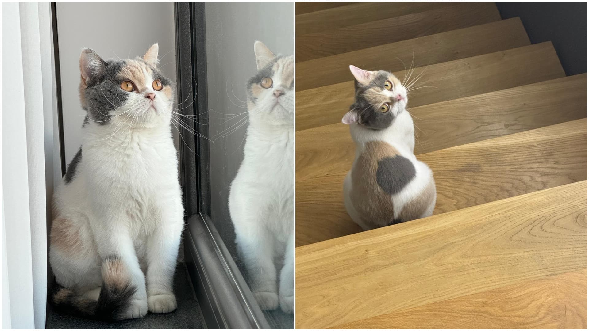 FOTO | Sunny, o pisicuță blândă de 2 ani, își caută familie în București. Este sterilizată, vaccinată și pregătită pentru viața la apartament