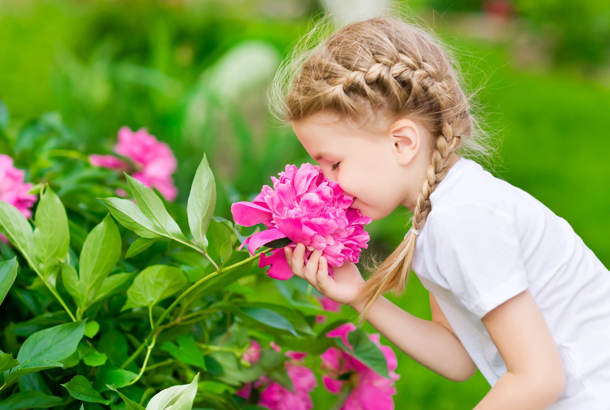 Bujorul se sărbătorește și în Sectorul 2, lângă Parcul Icoanei 🌺 Ateliere florale, muzică, jonglerii cu foc și alte surprize, în weekend