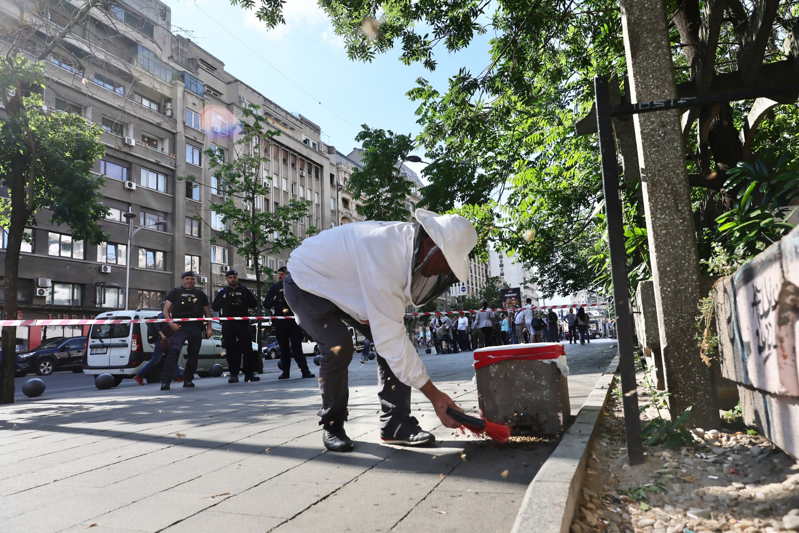 FOTO | Roi de albine la Piața Romană, capturat de un apicultor. În Parcul Floreasca tocmai a apărut altul – e plin sezonul roirii în București