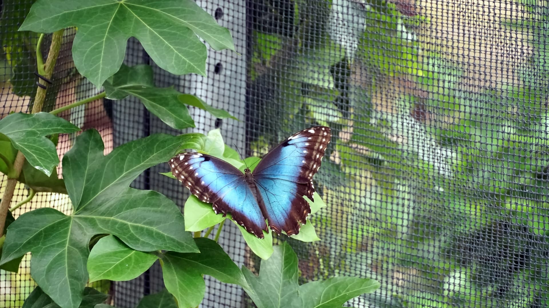 Expoziția „Cocon” s-a mutat în sera Muzeului Antipa. Bucureștenii pot admira până în septembrie specii spectaculoase de fluturi🦋