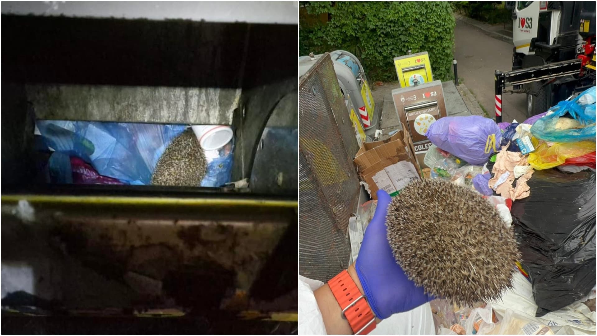 FOTO | Aventurile unui biet arici care a fost aruncat într-o pubelă subterană de gunoi din S3. Fundația Visul Luanei: „Animalele nu sunt gunoaie”