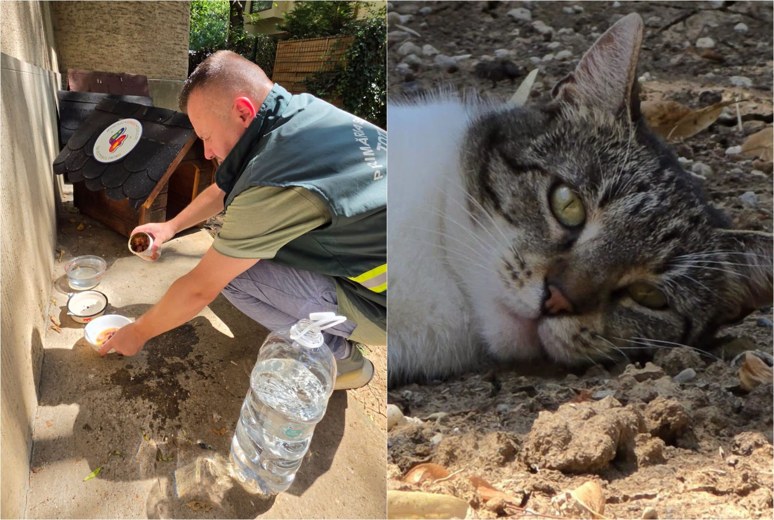 FOTO | Dl Băluță a trimis echipa Totul Verde să ducă apă și hrană pisicilor din Sectorul 4: „Și animăluțelor le este cald”