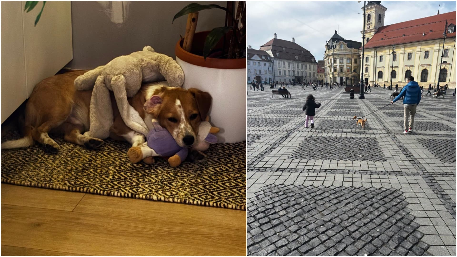 FOTO 🐶 Prietenie la prima vedere între cățelul Ollie și noua lui familie, la un târg ASPA. „Jucăria lui preferată este un leopard de pluș mai mare decât el”