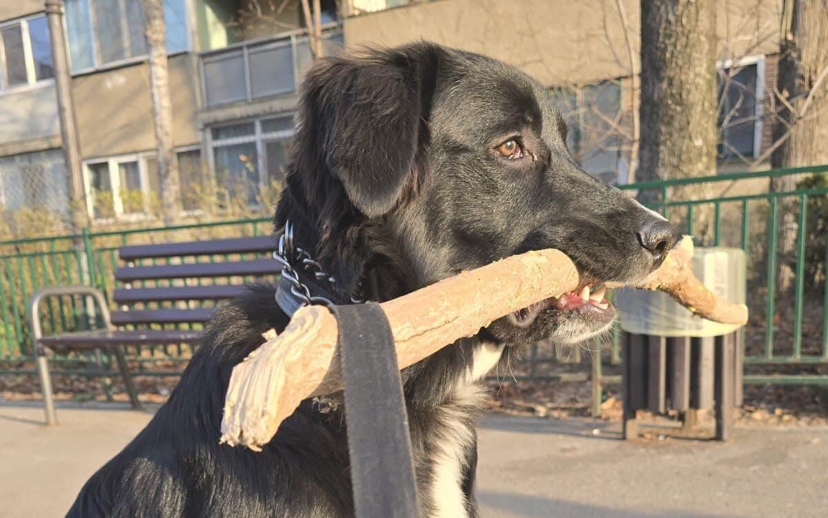FOTO | Fericita poveste a lui Oreo, un cățel năzdrăvan care a reumplut de bucurie o casă posomorâtă 🐕 Și-a ales singur noua familie