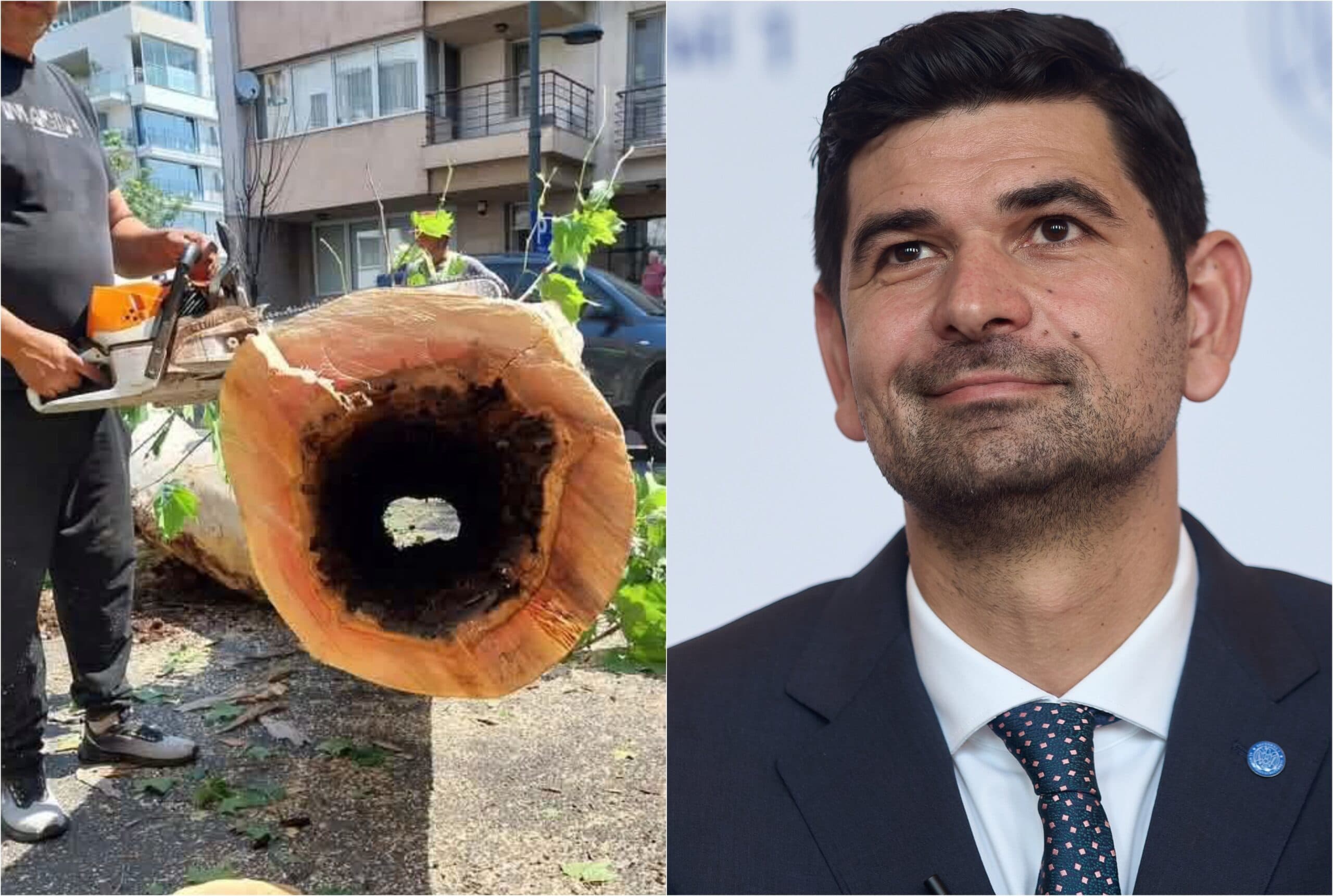 Primarul Tuță e un pic supărățel de la un pom cu gaură. Acuzat că a tăiat un copac sănătos pe Dorobanți, a arătat avizul și scorbura