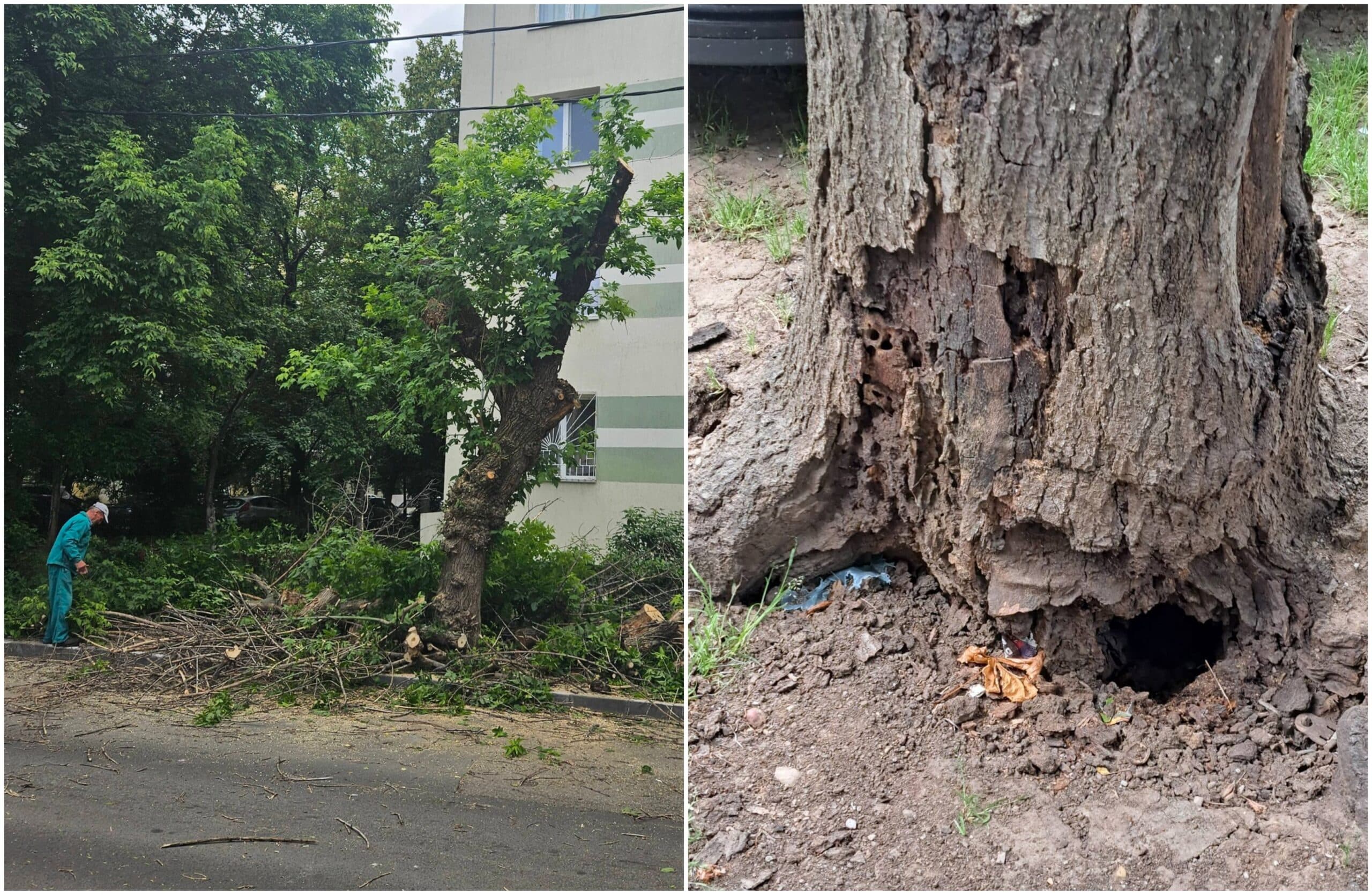 FOTO | Un copac găunit de la rădăcină și mâncat de carii stă să cadă pe Șos. Colentina. În alte zone din Sectorul 2 se taie copaci sănătoși, pentru locuri de parcare