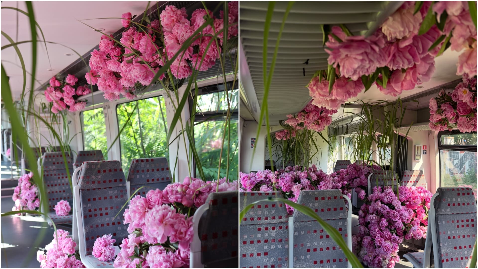 FOTO 🌸 Călătorie cu trenul florilor pe ruta București–Otopeni. Vagonul a fost decorat cu mii de bujori și călătorii au primit buchete