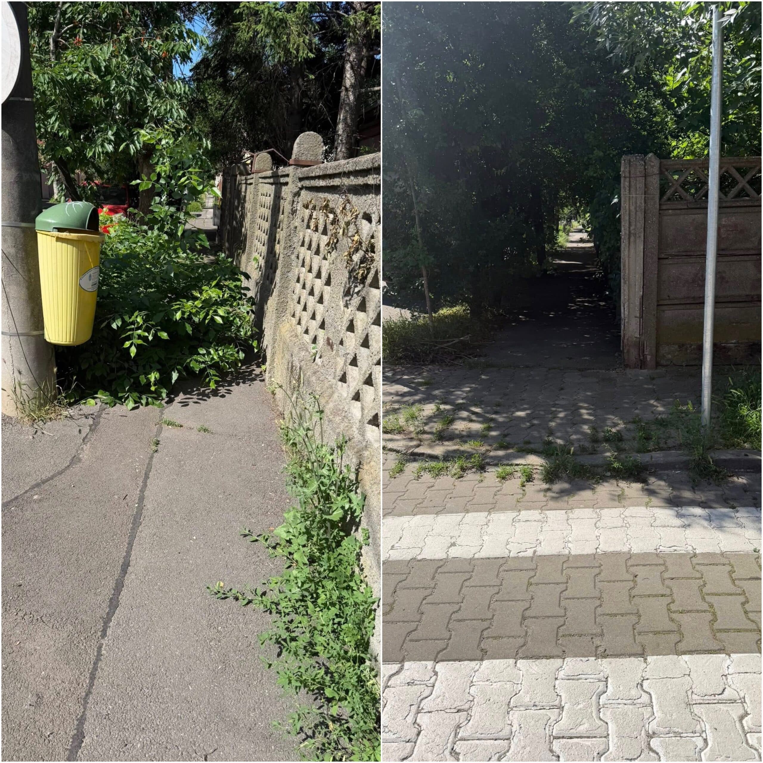 FOTO | Junglă urbană în Sectorul 1. Oamenii spun că merg printre mașini, pentru că trotuarele au fost înghițite de vegetația spontană