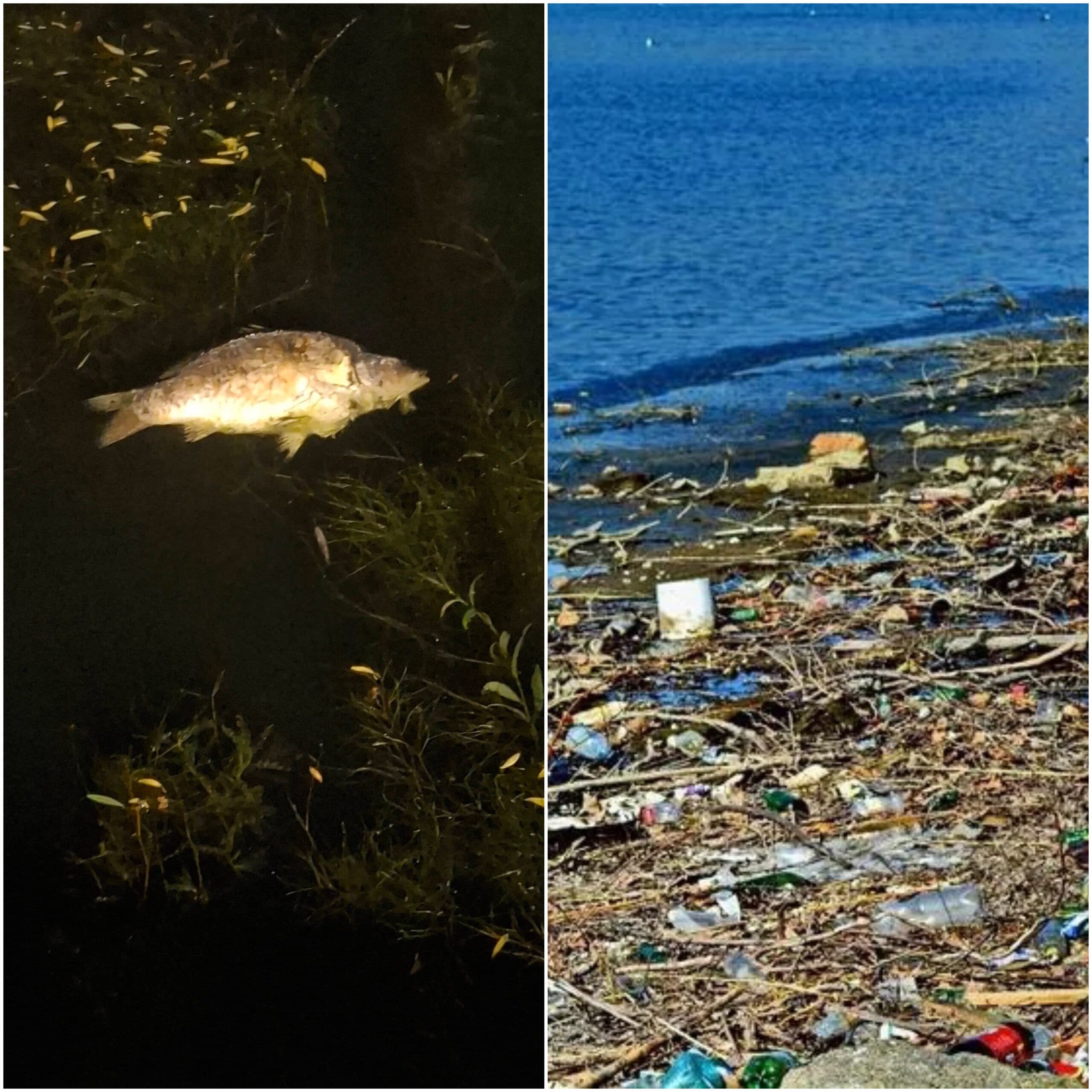 FOTO | Lacul Plumbuita, sufocat de mâl și mizerie: păsările abia mai răzbat, iar peștii au murit. Sesizările curg de două săptămâni, lacul nu